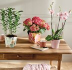 Hortensia pot 14 cm dans un sac en promo chez Intermarché Super Niort à 14,99 €