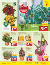Aktueller Netto Marken-Discount Prospekt mit Pflanzen, "Aktuelle Angebote", Seite 7