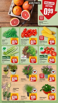 Pflanzen im aktuellen REWE Prospekt (Mönchengladbach) Pflanzen im REWE Prospekt "Dein Markt" mit 30 Seiten (Mönchengladbach)