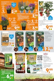 Globus-Baumarkt Lavendel im Prospekt Globus-Baumarkt Lavendel im Prospekt