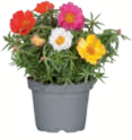 Sommerblumen für 3,59 € bei toom Baumarkt im Angebot Sommerblumen im aktuellen toom Baumarkt Prospekt