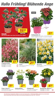 Blumen im toom Baumarkt Prospekt "Respekt, wer's selber macht." mit 26 Seiten (Nürnberg)
