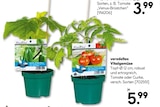 BayWa Bau- und Gartenmärkte - veredeltes Vitalgemüse Angebot im Prospekt veredeltes Vitalgemüse bei BayWa Bau- und Gartenmärkte im Prospekt "" für 5,99 €