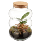 Promo Terrarium plante verte à 12,99 € dans le catalogue Lidl à Tarascon