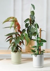 Plante verte avec tuteur mousse - Super U à Quimper Plante verte avec tuteur mousse en promo chez Super U Quimper à 9,99 €