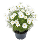 Sommerstauden Angebote bei Thomas Philipps Emden für 1,99 €
