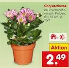 Chrysantheme Angebote bei Netto Marken-Discount Nürnberg für 2,49 €