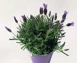 Schopflavendel Angebote bei bauSpezi Heilbronn für 3,99 €