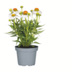 Angebot im toom Baumarkt Weißwasser (Oberlausitz) Prospekt toom Baumarkt Weißwasser (Oberlausitz) Prospekt mit im Angebot für 5,49 €