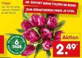 Tulpen  im aktuellen Netto Marken-Discount Prospekt für 2,49 €