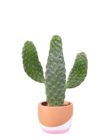 Cactus et succulente en pot céramique - Lidl à Marseille Cactus et succulente en pot céramique en promo chez Lidl Marseille à 6,47 €