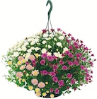 Dreifarbige Chrysanthemen Ampel für 8,99 € bei Netto mit dem Scottie im Angebot Dreifarbige Chrysanthemen Ampel im aktuellen Netto mit dem Scottie Prospekt
