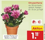 Aktuelle Blumen Angebote bei Netto Marken-Discount in Rostock Aktuelles Chrysantheme Angebot bei Netto Marken-Discount in Rostock ab 1,11 €
