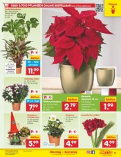 Garten im Netto Marken-Discount Prospekt in Neubrandenburg Aktueller Netto Marken-Discount Prospekt mit Garten, "Aktuelle Angebote", Seite 13
