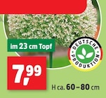 Aktuelles hortensie Angebot bei Thomas Philipps in Regensburg ab 7,99 €