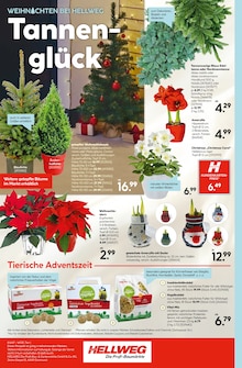 Adventskranz im Hellweg Prospekt "Die Profi-Baumärkte" mit 16 Seiten (Siegen (Universitätsstadt))