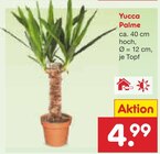 Yucca Palme Angebote bei Netto Marken-Discount Leonberg für 4,99 €