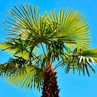 CHAMAEROPS EXCELSA - SANSMARQUE en promo chez Auchan Hypermarché Béziers à 15,99 €