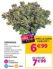 Delbard Crest - Promo Véronique Promo Véronique à 6,99 € dans le catalogue Delbard à Crest