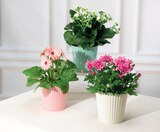 Plantes fleuries en promo chez Super U Trappes à 4,39 €