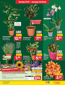 Blumen im aktuellen Netto Marken-Discount Prospekt (Cottbus) Blumen im Netto Marken-Discount Prospekt "Aktuelle Angebote" mit 76 Seiten (Cottbus)