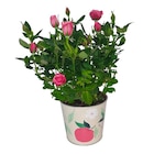 Foire aux plantes colorées - Carrefour à Bordeaux Foire aux plantes colorées en promo chez Carrefour Bordeaux à 3,49 €