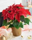 Poinsettia Pot 15 cm dans un sac à 9,99 € dans le catalogue Intermarché