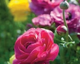 Promo Renoncule à 2,59 € dans le catalogue Super U à Saint-Germain-la-Blanche-Herbe