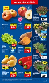 Ähnliche Weihnachtsstern Angebote im Prospekt "LIDL LOHNT SICH" von Lidl in Soest Ähnliche Angebote wie Weihnachtsstern im Prospekt "LIDL LOHNT SICH" auf Seite 5 von Lidl in Soest