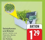 Salatpflanzen und Kräuter im aktuellen EDEKA Prospekt
