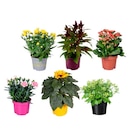 Plante fleurie - Carrefour à Angers Plante fleurie en promo chez Carrefour Angers à 2,99 €