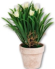 Aktuelles Dekoblume Tulpe im Topf Angebot bei Möbel AS in Mannheim ab 4,95 €