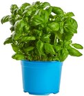 Bio Basilikum im Angebot bei REWE in Willich Bio Basilikum Angebote von Rewe Bio bei REWE Willich für 1,59 €