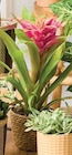 Plante fleurie - Super U à Caen Plante fleurie en promo chez Super U Caen à 8,99 €