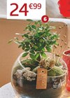 Composition Bonsaï ou Ficus ginseng en promo à 24,99 € chez Jardiland Composition Bonsaï ou Ficus ginseng dans le catalogue Jardiland