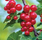 Johannisbeeren von  im aktuellen Dehner Garten-Center Prospekt für 11,99 €