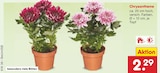Chrysantheme im Angebot bei Netto Marken-Discount in Eberswalde Chrysantheme Angebote bei Netto Marken-Discount Eberswalde für 2,29 €
