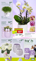 Orchidee Angebot im aktuellen Pflanzen Kölle Prospekt auf Seite 3