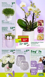 Orchidee Angebote im Prospekt "Ostern steht vor der Tür!" von Pflanzen Kölle auf Seite 3