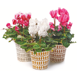 Cyclamen „Alpenveilchen“