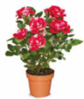 Aktuelle Pflanzen Angebote bei Netto Marken-Discount in Mönchengladbach Aktuelles zweifarbige Rose Angebot bei Netto Marken-Discount in Mönchengladbach ab 2,99 €