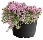 Aktuelle Kräuter Angebote bei Dehner Garten-Center in Düsseldorf Aktuelles Thymian Angebot bei Dehner Garten-Center in Düsseldorf ab 3,49 €