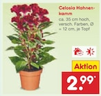 Aktuelle Pflanzen Angebote bei Netto Marken-Discount in Jena Aktuelles Celosia Hahnenkamm Angebot bei Netto Marken-Discount in Jena ab 2,99 €