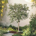 Olivier tige dans le catalogue Carrefour