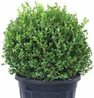 BUCHSBAUMKUGEL "FAULKNER" (BUXUS MICROPHYLLA) von GROW BY OBI im aktuellen OBI Prospekt