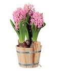 Blumenzwiebeln im Holztopf Angebote bei Lidl Pinneberg für 2,99 €