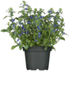 Angebot im Hagebaumarkt Bentwisch Prospekt Hagebaumarkt Bentwisch Prospekt mit im Angebot für 0,59 €