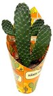 Aktuelle Obst Angebote bei REWE in Duisburg Aktuelles Feigenkaktus Angebot bei REWE in Duisburg ab 8,99 €