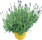Lavendel von  im aktuellen tegut Prospekt für 4,99 €