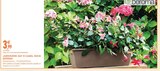 Jardinière day r camel 50cm - DEROMA - Intermarché Hyper à Amiens Jardinière day r camel 50cm - DEROMA en promo chez Intermarché Hyper Amiens à 3,99 €